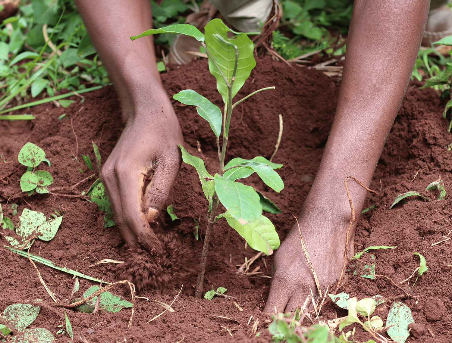 Person mit den Händen in der Erde, die einige Pflanzen ausgräbt